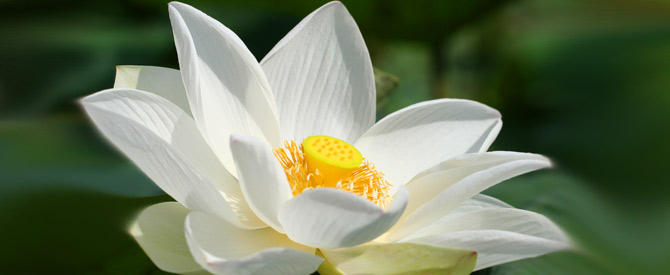 white lotus flower