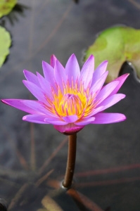 pink lotus in water