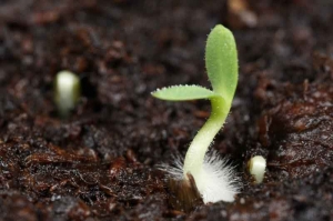 Germinating-seedling