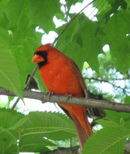 Cardinal bird in a tree