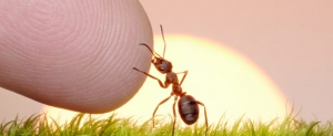 Ant touching human finger