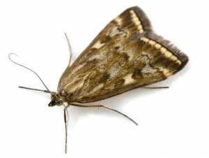 Common pantry Moth