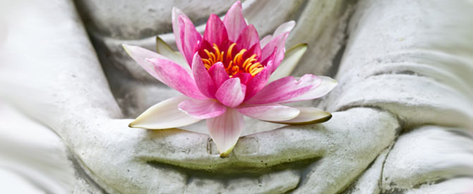 Pink lotus in the hands of a Buddha statue