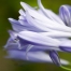 closeup of lilac flowers symbolizing tuning in to God inside