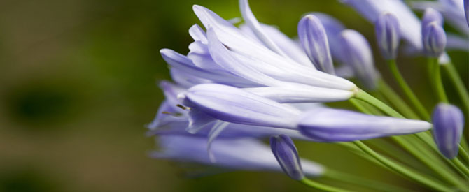 closeup of lilac flowers symbolizing tuning in to God inside
