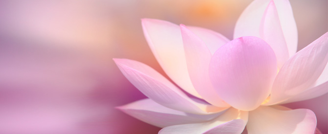 pink lotus in muted colours