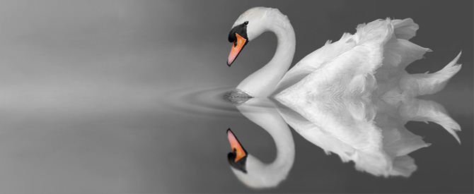 white swan with reflection in the water on grey background.