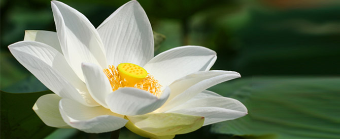 White lotus closeup