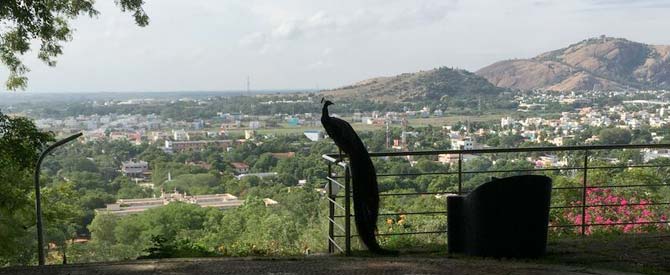 Silhouette of a peacock sitting on a railing overlooking Madurai city.