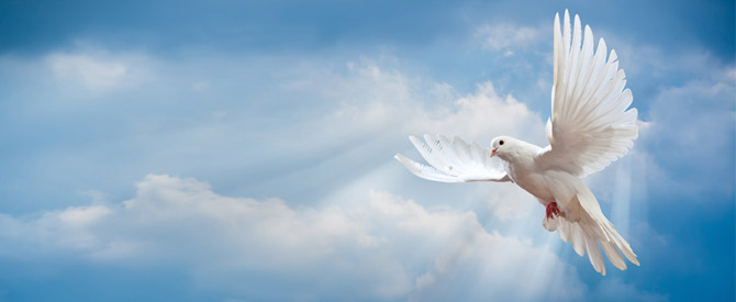 white dove flying in the clouds