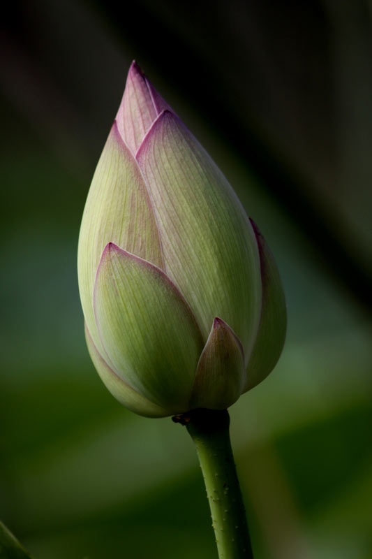 Pink lotus bud