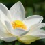 White lotus closeup on green background signifying the highest spiritual discpline