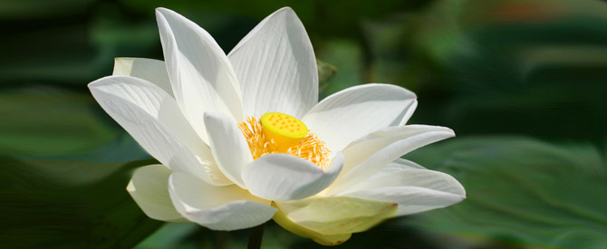 White lotus closeup on green background signifying the highest spiritual discpline