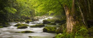 mystical river in the forest showing it being a part of the cosmic family