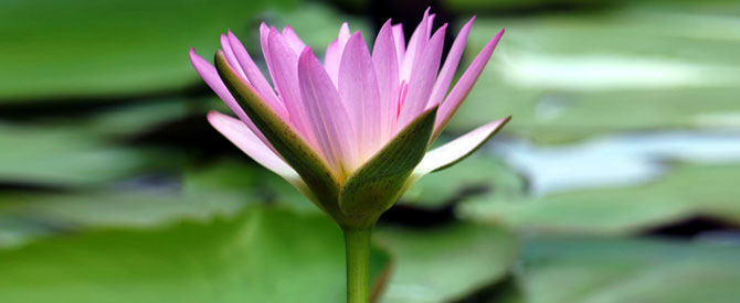 Pink lotus closeup on green background