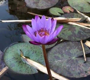Purple lotus at Chinmaya Vibhooti Ashram, India