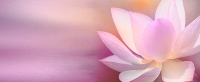 white flower on pink background