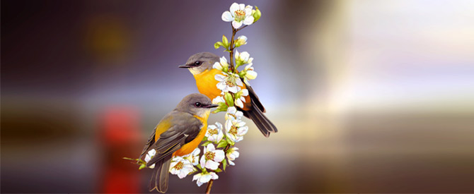 Two birds sitting on a flowering branch