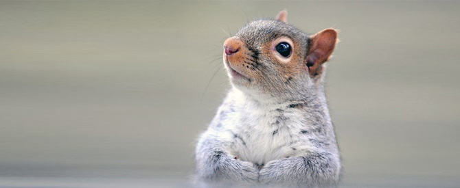 Cute little squirrel standing upright.