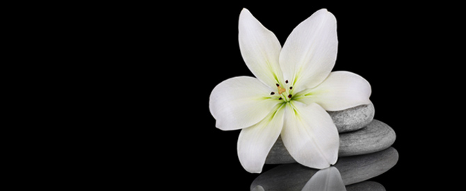 White-flower-on-a-pile-of-smoth-grey-stones