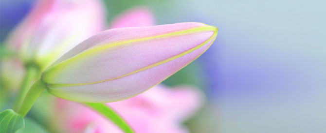 Pink lily bud in soft focus