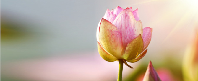 Lotus flower blossom in summer