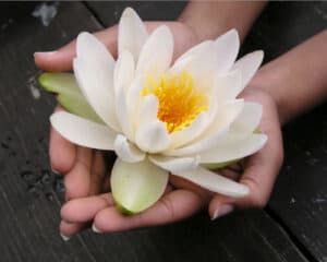 hands offering a beautiful white lotus flower peaceful living