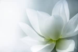 soft white lotus showing purity of mind