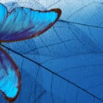 beautiful blue butterfly on blue leaves signifying transformation that comes from practising a discipline that ensures your spiritual growth