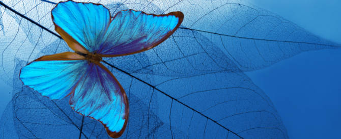 beautiful blue butterfly on blue leaves signifying transformation that comes from practising a discipline that ensures your spiritual growth