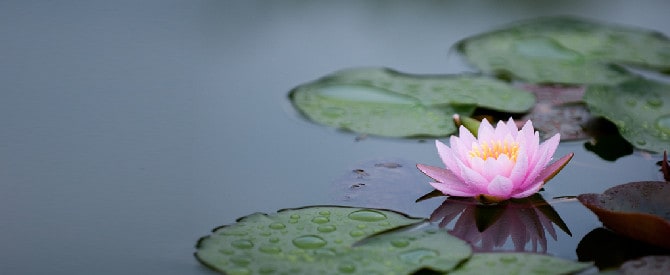 Lotus in remaining untouched by the dirty water representing freedom from the cycle of birth and death.