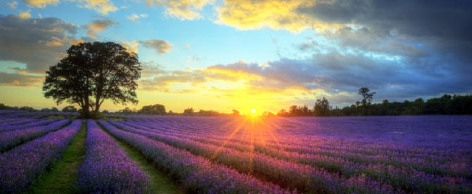 Stunning sunset over lavender fields representing the path to peace