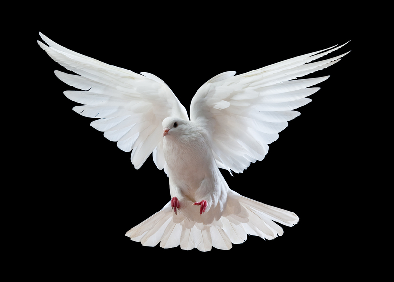 White dove symbolizing tuning in to God inside you
