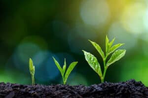 young seedlings in soil with natural light background as a way to recognize God.