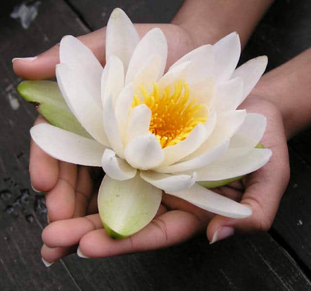 Hands offering a lotus flower to the divine practising the yoga of devotion
