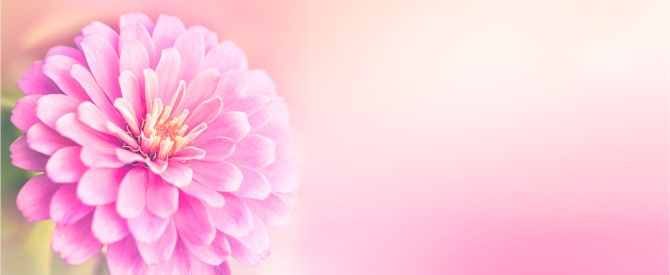 Beautiful Pink flower symbolizing being uplifted by being in spiritual company