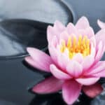 Pink lotus blossoms blooming in pond symbolizing qualities that cultivate your heart