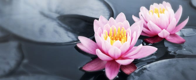 Pink lotus blossoms blooming in pond symbolizing qualities that cultivate your heart