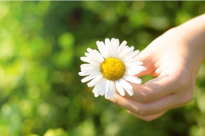 hands offering camomile flower in gratitude, a quality to cultivate your heart