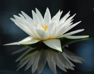 White lotus showing spiritual evolution as a means to get over sorrow