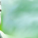 Serene Buddha showing what nurturing a calmer mind on green background