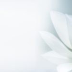 White lotus on soft grey background symbolizing purity on your spiritual path