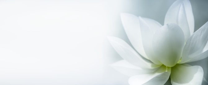 White lotus on soft grey background symbolizing purity on your spiritual path