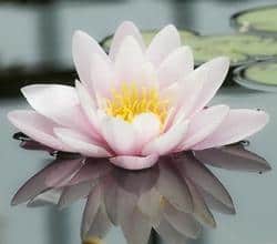 soft pink water lily at spiritual retreat