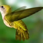 Hummingbird pollinating a flower demonstrating doing work as worship