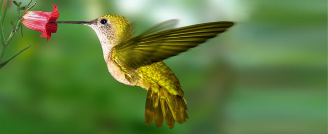 Hummingbird pollinating a flower demonstrating doing work as worship