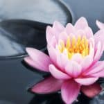 Two Pink lotuses representing inner wealth