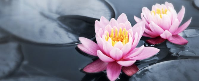 Two Pink lotuses representing inner wealth