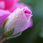pink flowers closeup representing dharma