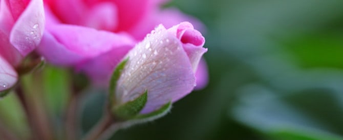 pink flowers closeup representing dharma